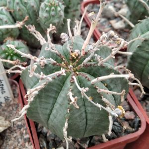 Euphorbia obesa x valida -s