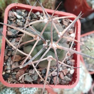Gymnocalycium spegazzinii v. horizontalonium -s