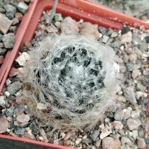 Mammillaria aureilanata v. alba -MG-