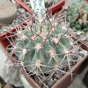 Acanthocalycium thionanthum LF43A -s