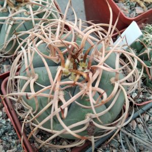 Gymnocalycium cardenasianum v. longispinum -seeds-семена- s
