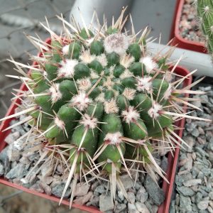Notocactus submammullosus -s
