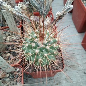 Mammillaria parkinsonii- s