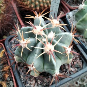 Ferocactus latispinus v. greenwoodii SB1975 -MG- s
