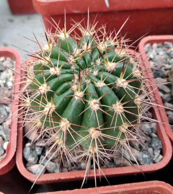 IMG_20210929_122621_1