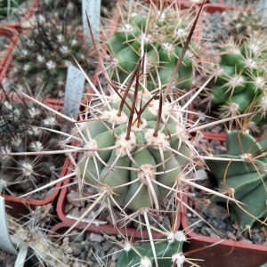 Trichocereus chilensis v. panhoplites- s