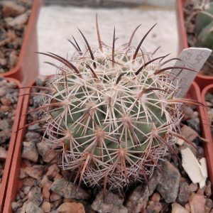 Coryphantha pallida -MG- s