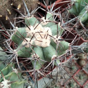 Echinocactus plathyacanthus DJF623 -MG- s
