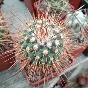Mammillaria parkinsonii -s