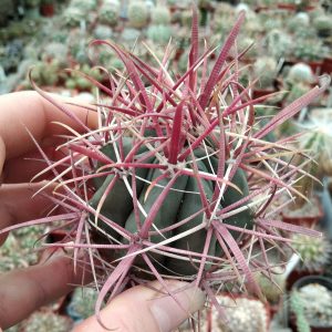 Ferocactus gracilis v. coloratus -MG- s