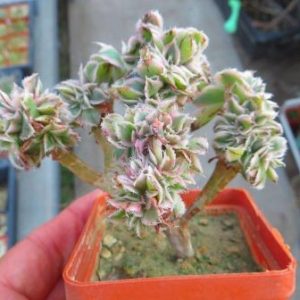 aeonium sunburst cristata