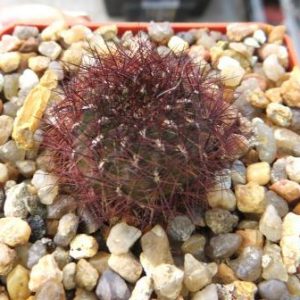 sulcorebutia mentosa
