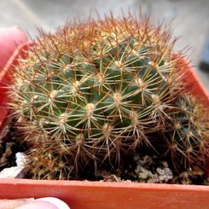 sulcorebutia menesesii