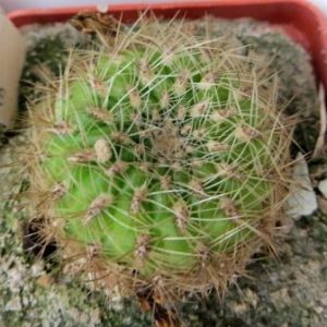 sulcorebutia crispata rebutioides