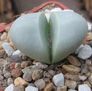 argyroderma delaetii