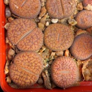 lithops aucampiae C 117