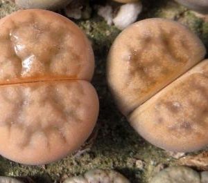 lithops karasmontana opalina
