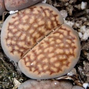 1602 lithops halii С 94