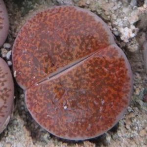 lithops lesliei mariae C 152