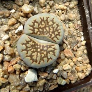 lithops halii