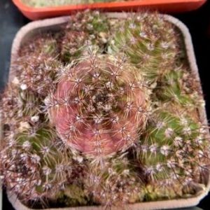 lobivia aurea