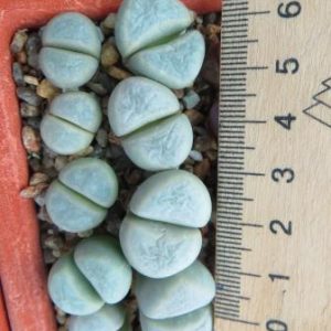 lithops meyeri