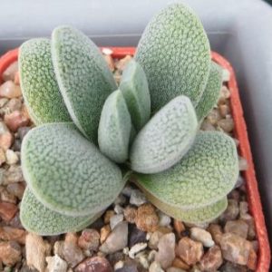 crassula tecta не гибрид