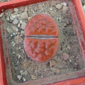 lithops carasmontana