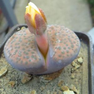 lithops fulviceps lactinea