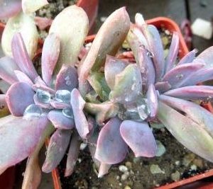 echeveria cristata