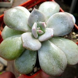 echeveria laui hybrids