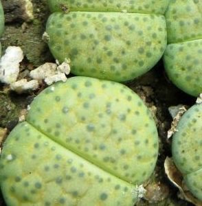 lithops fulviceps aurea