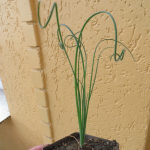 albuca spiralis