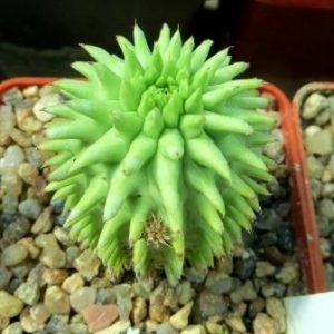 euphorbia susannae