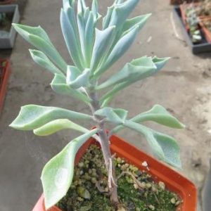 senecio kleiniiformis