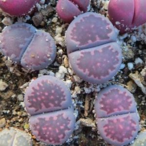 lithops salicola bacchus