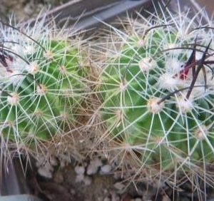 echinofossulocactus lamellosus