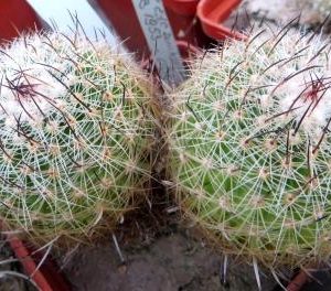 320.8 stenocactus zacatecasensis SB 1953