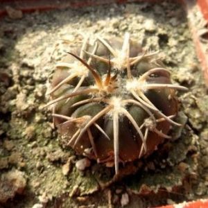 gymnocalicium spegazinii gorisonthalonium
