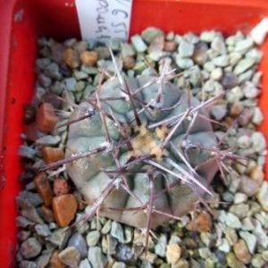 406.107 gymnocalycium riojense ssp. paucispinum