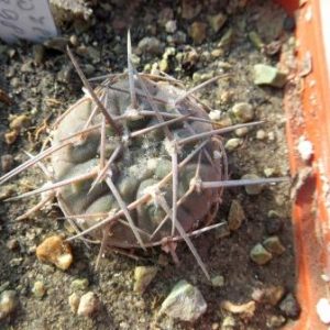 354.421gymnocalycium riojense kozelskianum