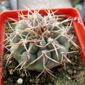 gymnocalycium ochoterenae v. varispinum
