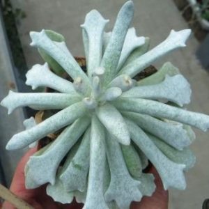 senecio scaposus addoensis