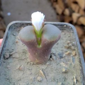 ophthalmophyllum triebneri