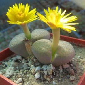 lithops fulviceps