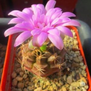 gymnocalycium damsii v. rotundum