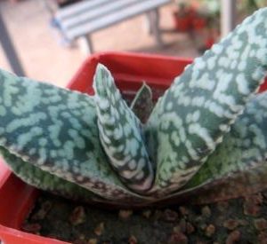gasteria snowstorm