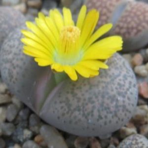 1731.56 MG lithops terricolor C 133