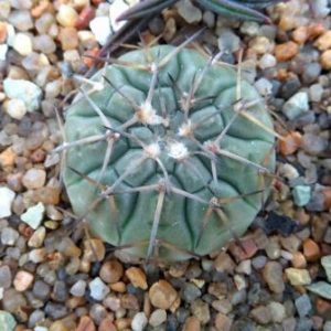 406.109 gymnocalycium riojense v. platygonum VG 347