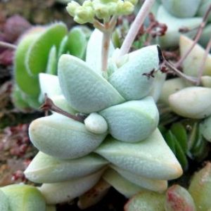 Crassula deceptor сеянцы